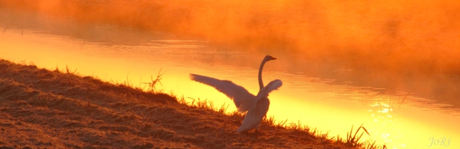 Herbst   Schwan Im Rhinluch